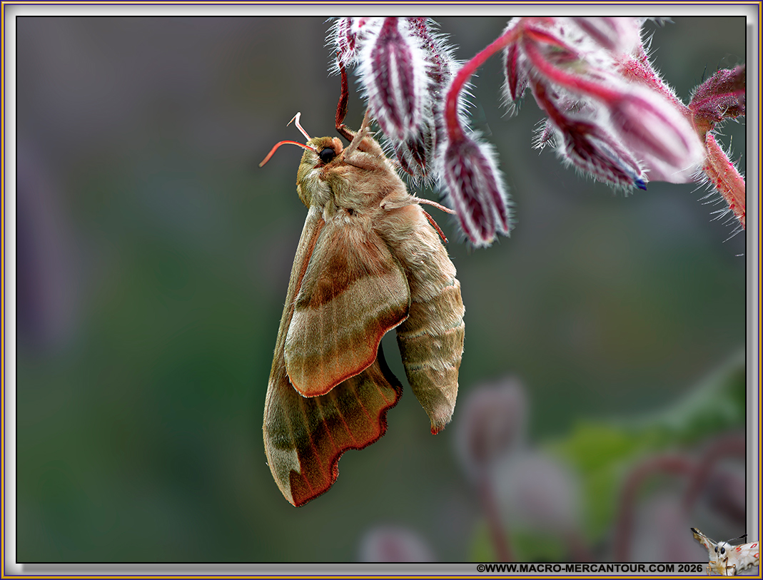 Sphinx du Tilleuil
